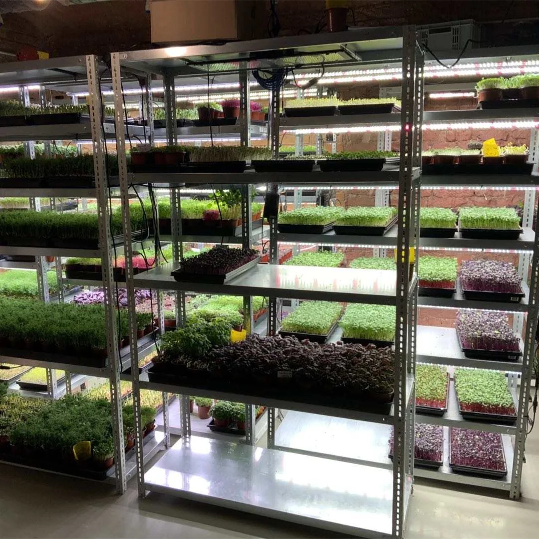 China factory strawberry seedling starting trays seedling tray kit