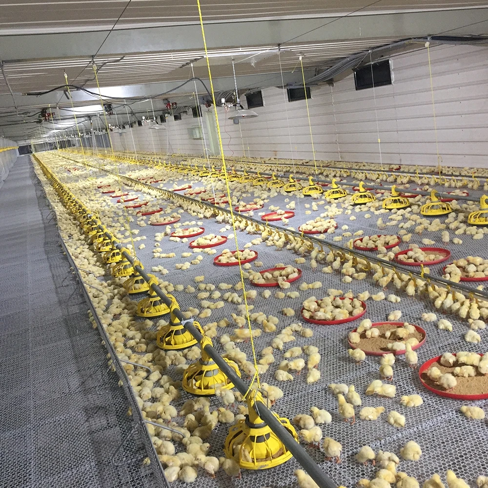 Поставщики оцинкованного оборудования для домашних птиц, кормушки для птиц