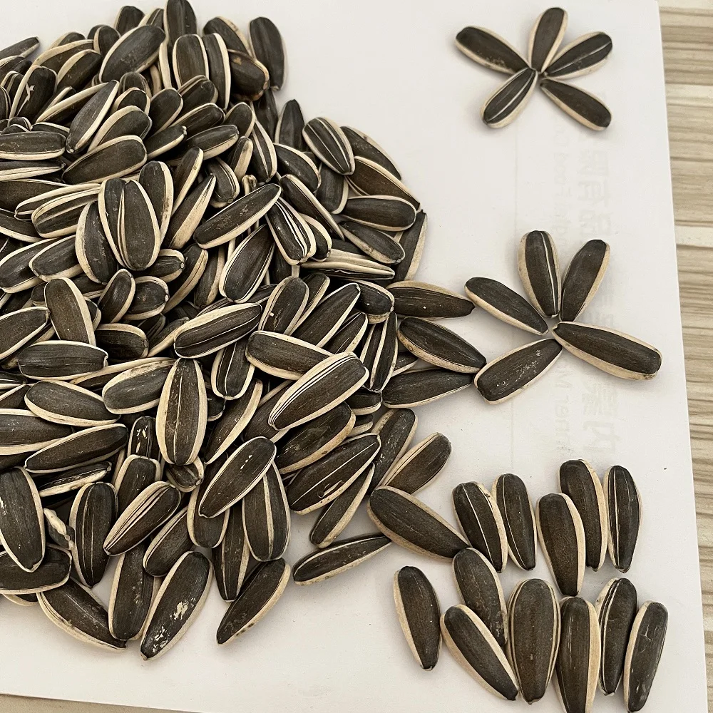 Chinese black white raw 5009 361 sunflower seed kernel price roasted sunflower seeds