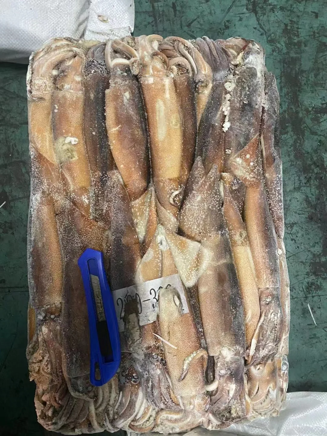 With High Popularity High Quality Good Price Fresh Frozen Illex Squid