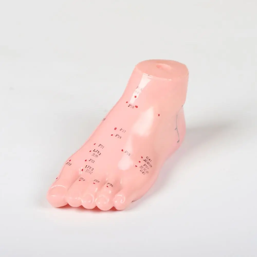 Chinese Medicine Foot Acupuncture Model 13cm Body Science Point Reflexology Zone Model
