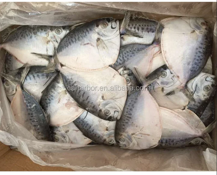 Frozen moonfish small size mene maculata fish