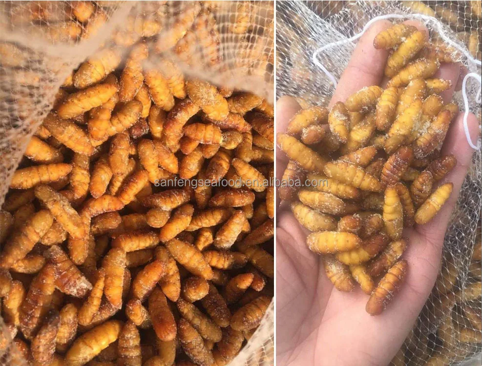 Wholesale Animal Feed SANFENG SEAFOOD Frozen Silkworm Pupae Autumn Silkworm For Sale