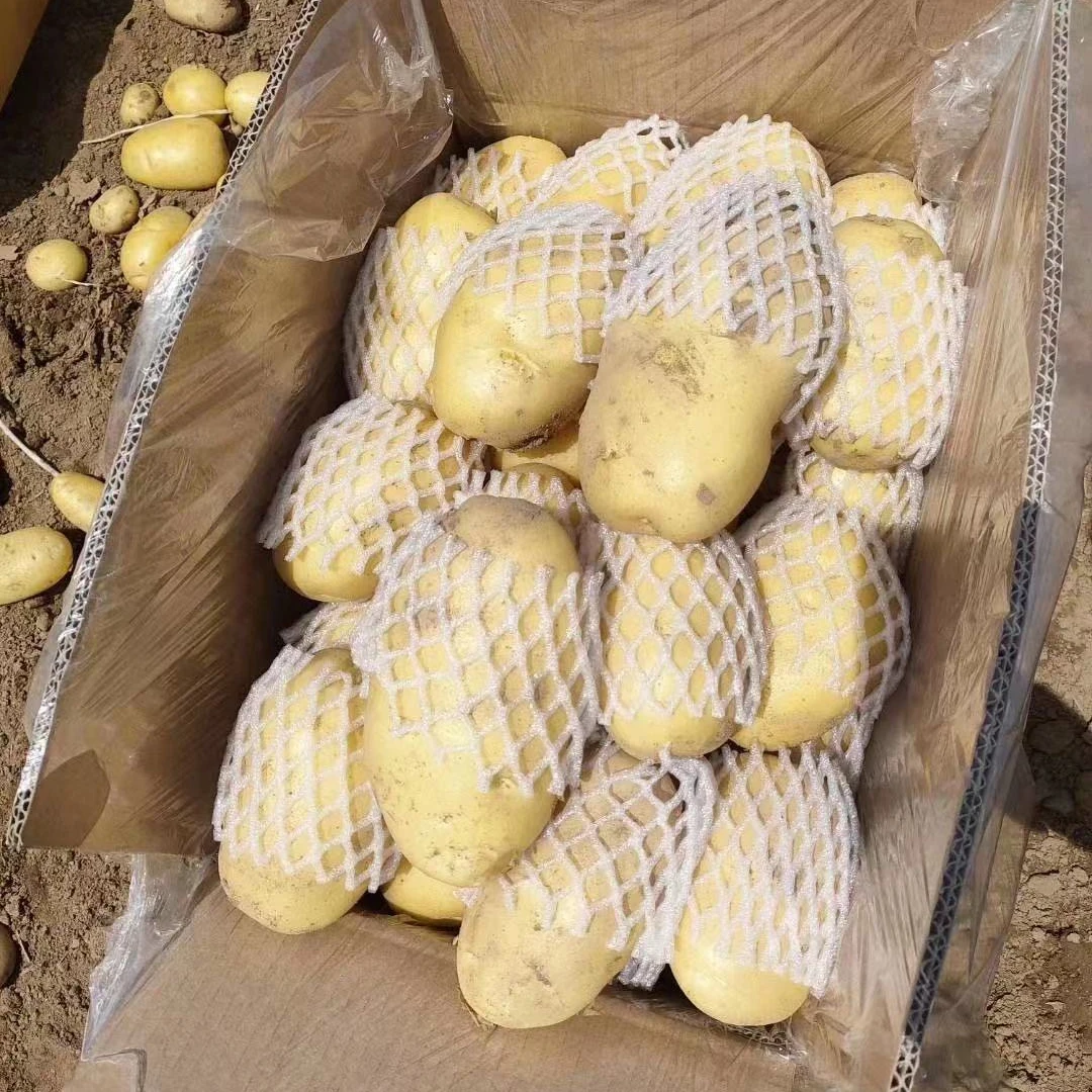 Professional Manufacturer Bulk Original Fresh Potato