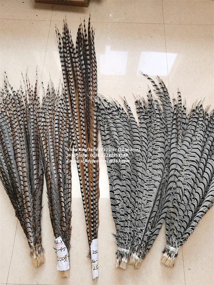 Pheasant Lady (14).jpg