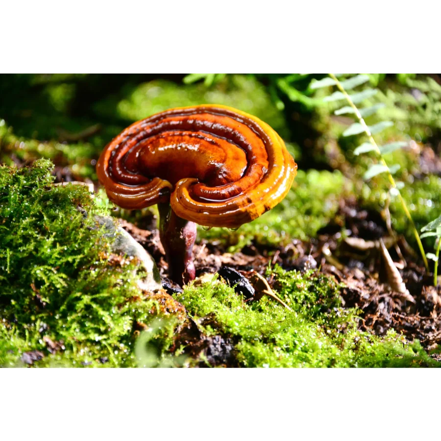 Заводской производитель экстракт Рейши порошок Ganoderma Lucidum популярная лекарственная добавка грибов для здорового питания