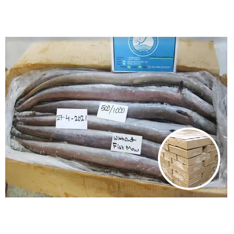 Wholesale Price 20kg Per Carton Fresh Sea Eels Frozen Eel with Fish Maw