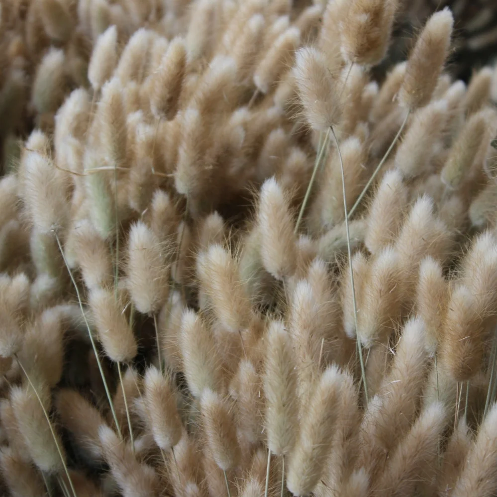 One Bundle of 50 Dried Bunny Tails Flower Stems Lagurus Ovatus Home Decoration Dried Flower Bouquet for Weddings