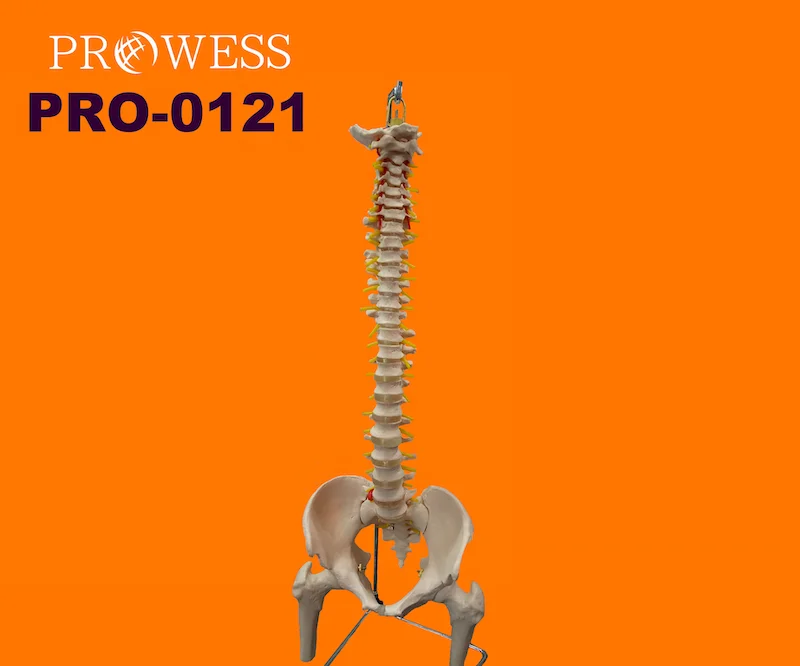 PRO-0121 Human Skeleton Spine Simulation Adult Life-size Vertebral Column Pelvis Half Leg Bones Anatomical Model