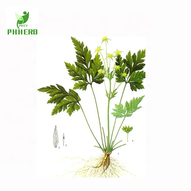 Top quality coptis chinensis extract 97%  Berberine Hydrochloride/ HCL