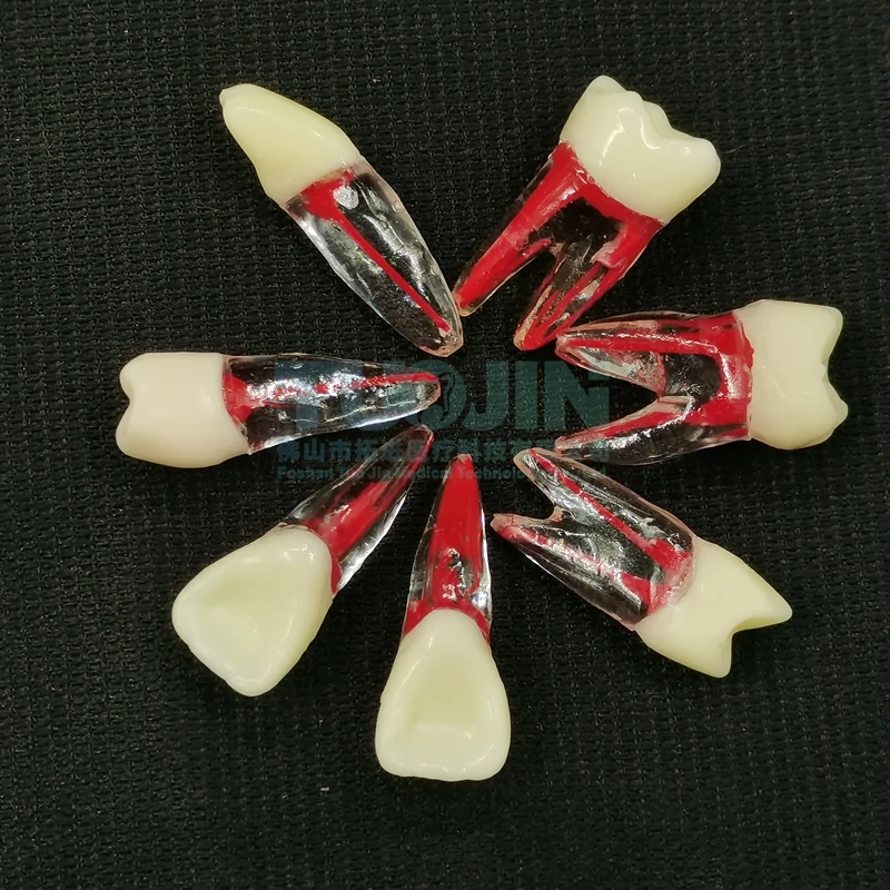 Dental Endo Tooth Root Models Rotary Files RCT Endodontics Practice Block Pulp Cavity Dentistry Training Resin Model
