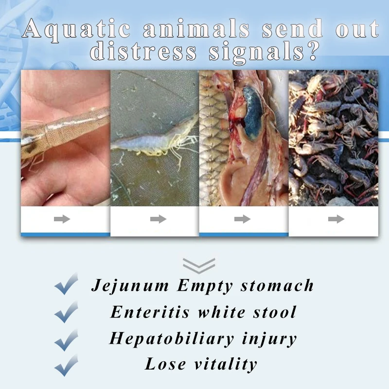 Animal Feed Manufacturers Healthcare Supplements Clostridium Butyricum Probiotics Poultry Premix Feed Additive For Fish