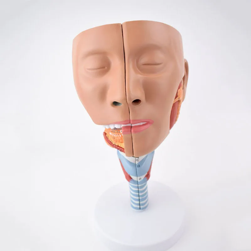 Nose And Throat,Oral,Nose,And Throat Medical Teaching Demonstration Model