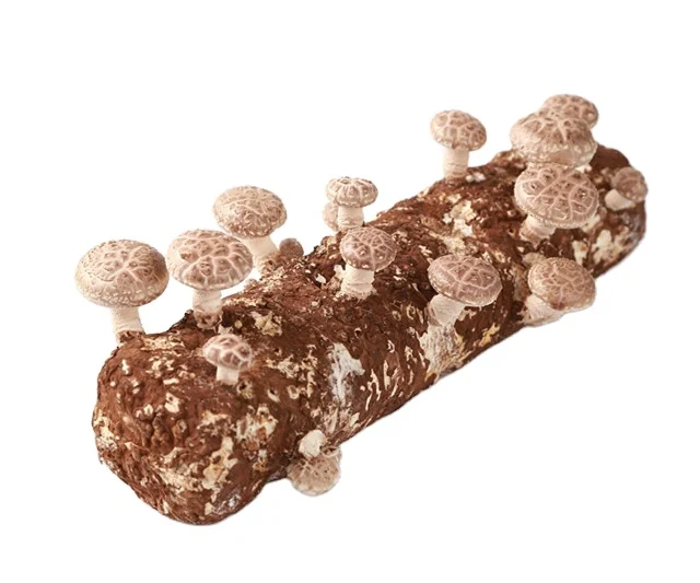 edible fungi shiitake mushroom growing kit for american farm
