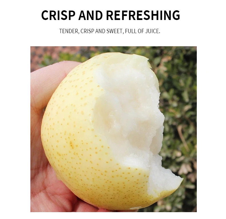 Golden Pear Fruit Sweet Bulk Purchase China Yellow Top Crown Juicy Crop Style March Storage PACKING Organic