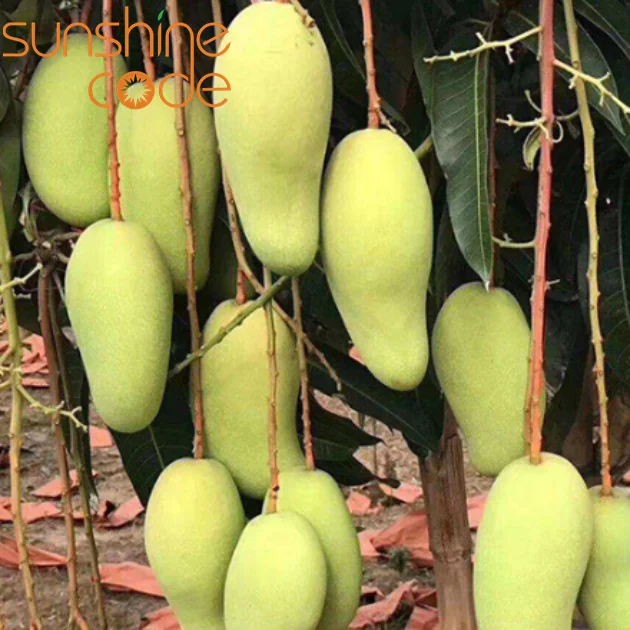 Sunshine Code fresh mango kent big mango fruit  yellow mango vietnam