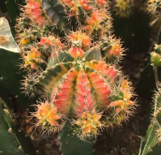 
Low price natural beauty real plant cactus gymnocalycium mihanovichii variegata for sale 