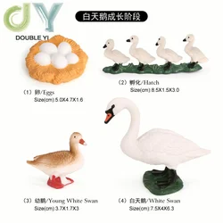 Simulated animal models insects butterflies bees frogs spiders ladybugs snails small animals growth cycle toys