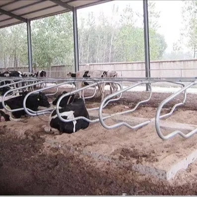 Customized High Quality Durable Galvanized Cow Cattle  Free Stalls  Lying Bed Livestock Equipment With New Design for Cowshed