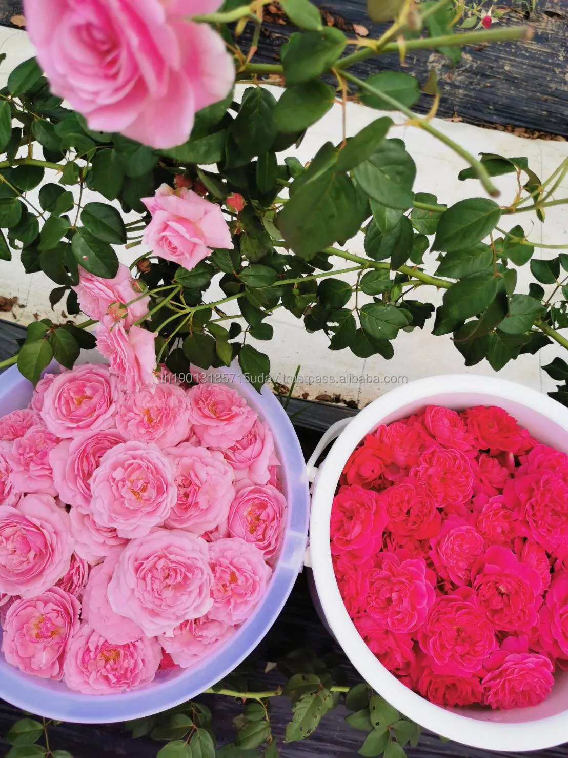 Premium Organic Rose Tea from Thailand Blooming Tea Health Care Relieve Stress Easy Drink