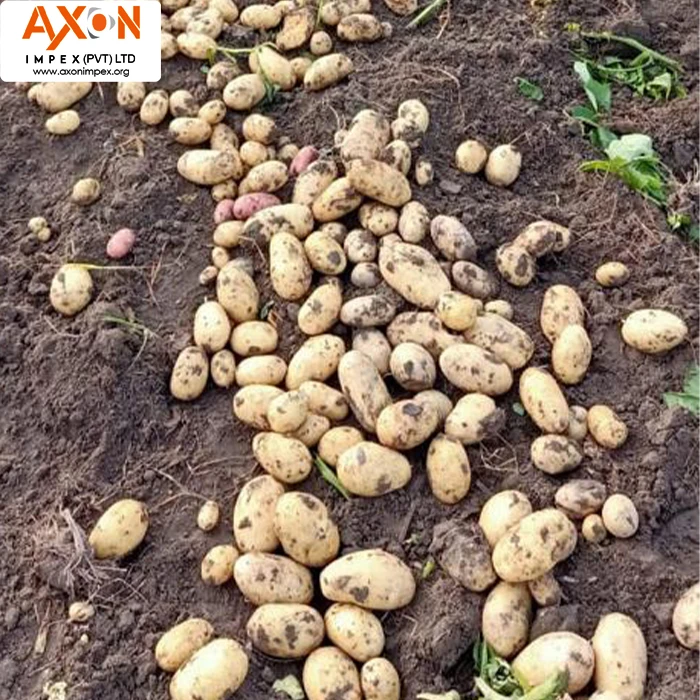 
New Crop Fresh Potato for Bangladesh Market/ Mozika Potato/Potato Mesh bag 