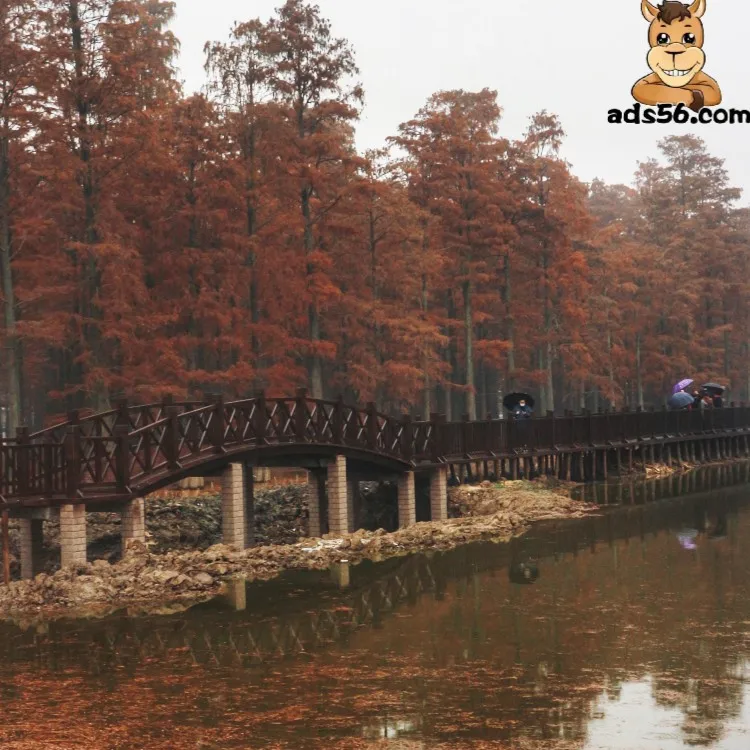 professional Air Delivery Door to Door Service Courier China to Algeria Angola