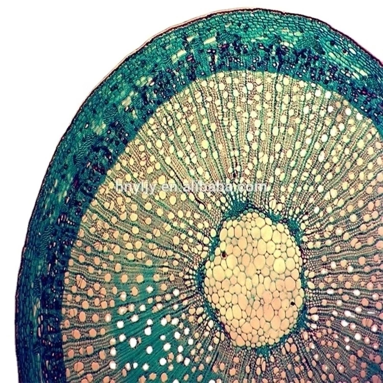 Фабричная биология высокое качество и Лучшая цена офисные школьные принадлежности гистология патология микроскоп готовые