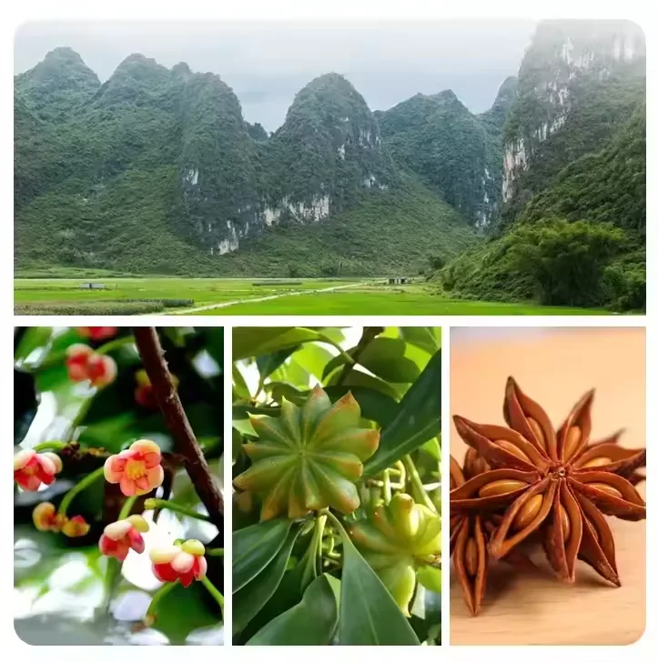 Wholesale Best Chinese Herbs and Spices New Autumn Crop Organic Dried Whole Star Anise 100g/bag