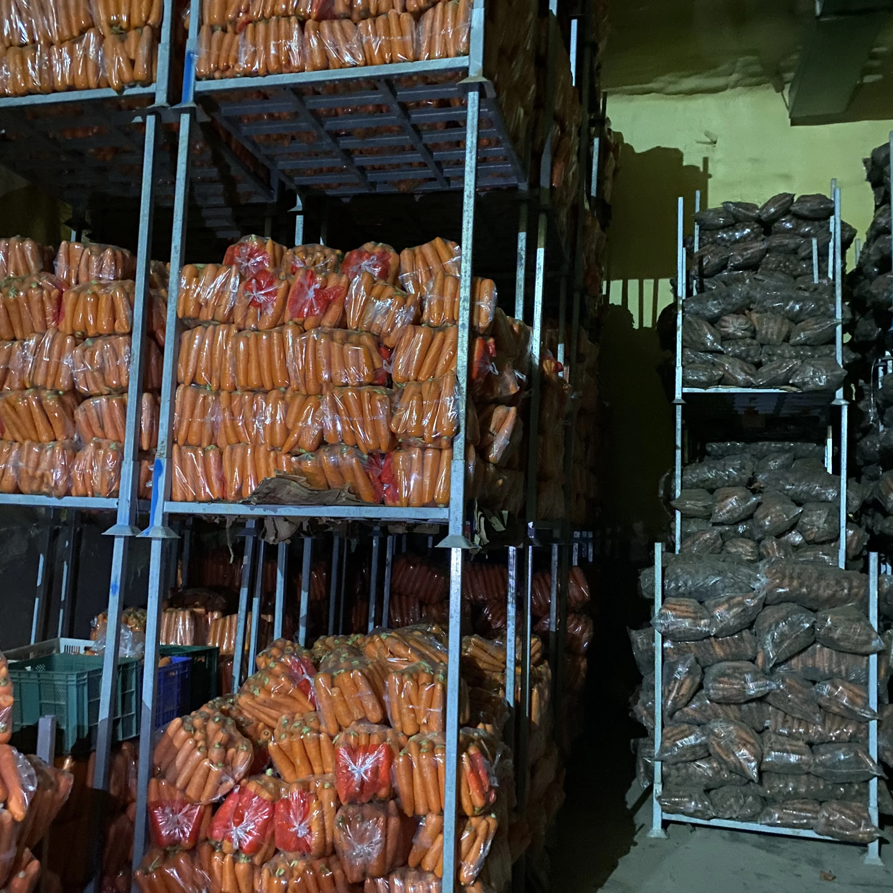 Supplier Factory Price Fresh Orange Color Vegetable Carrot