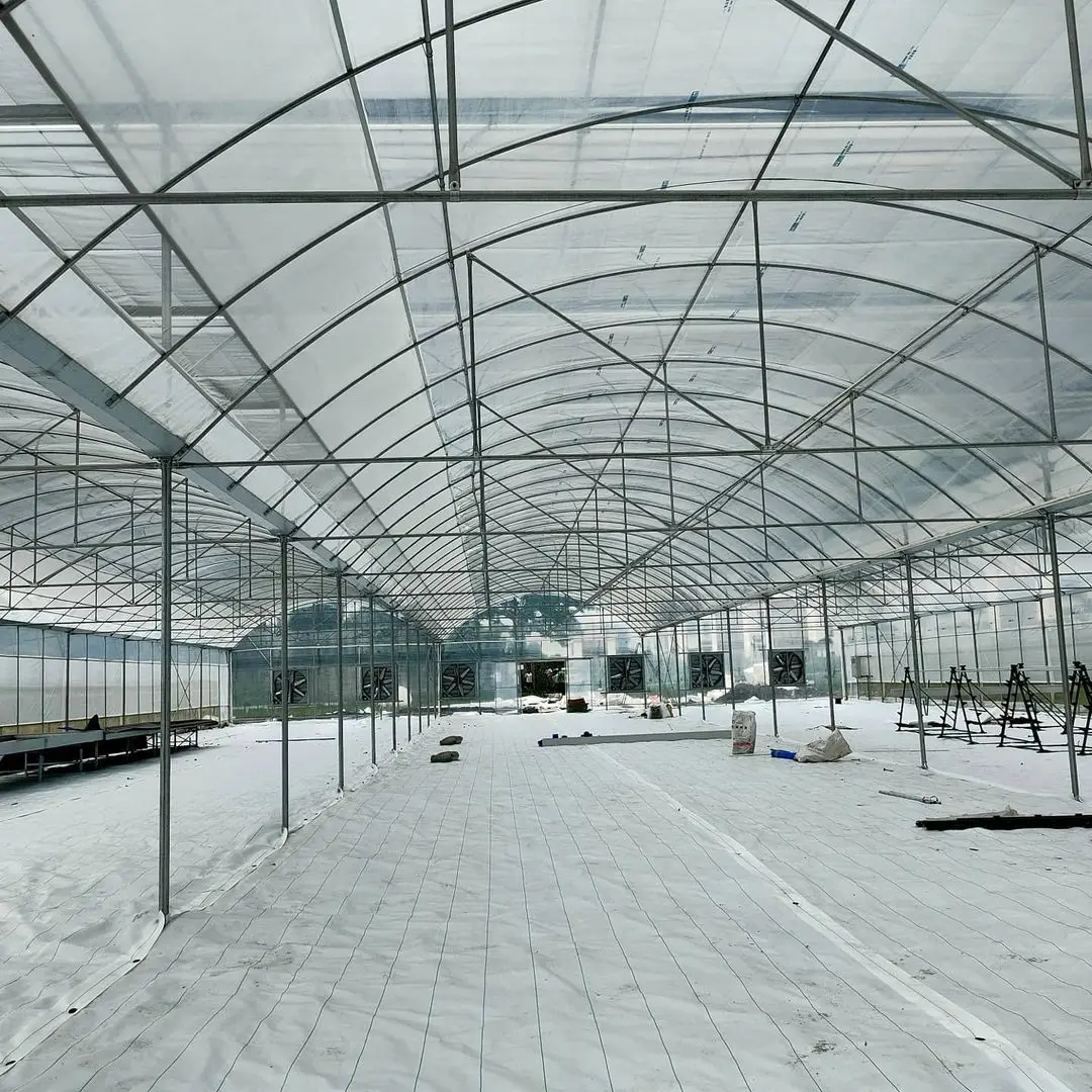 Large Commercial Greenhouses Agriculture Greenhouse