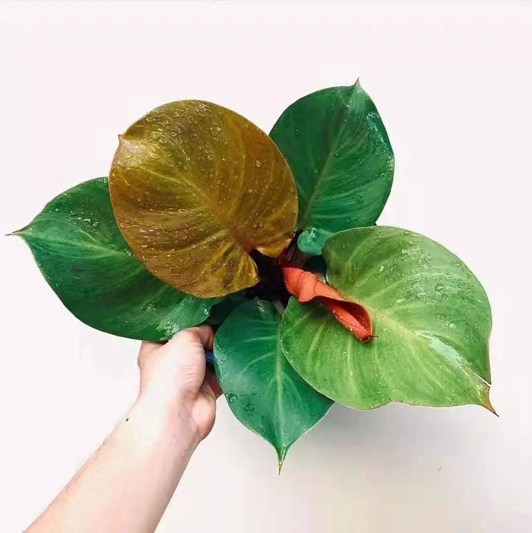 Philodendron red cherry