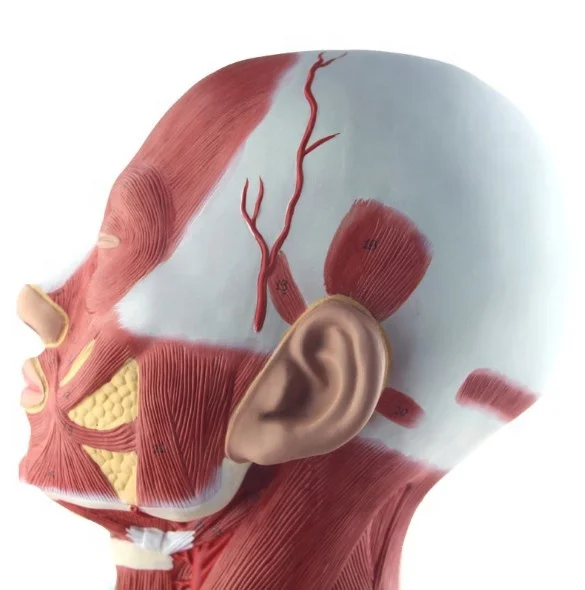 Модель человеческих мышц головы и шеи груди, анатомическая модель швов, модель человеческих мышц головы и лица для демонстрации медицинского обучения