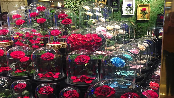 Factory Customized Wholesale Valentines Day Gifts Long Stem Glass Dome Belle Enchanted Preserved Forever Roses in Glass Dome