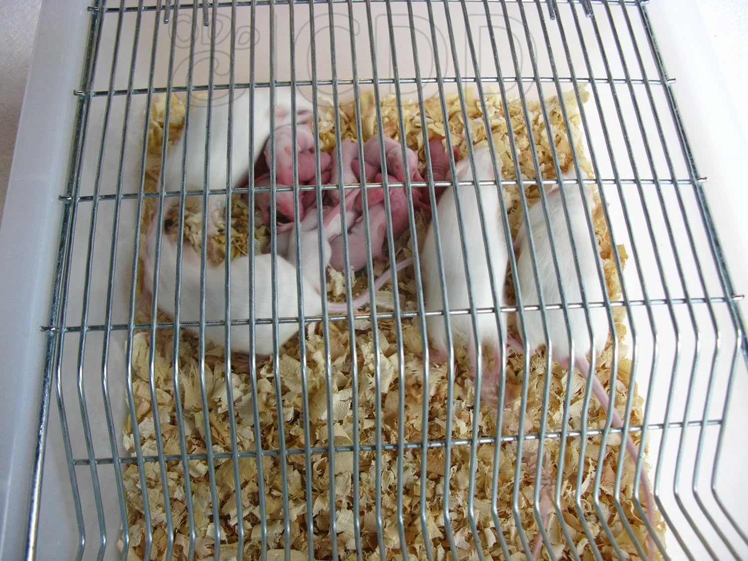 Popular lab farm animal mouse bins plastic breeding cage tub for feeding mice rat