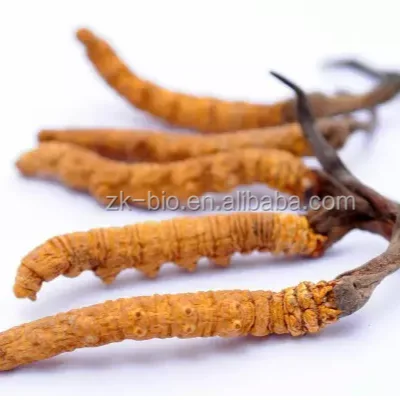Best Selling Wild Cordyceps Sinensis