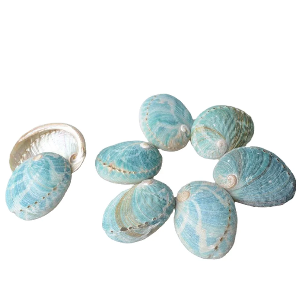 Natural  Green Abalone Shell Home Decoration Seashell  Decor Sage Burning Container Green Abalone Shell Smudging