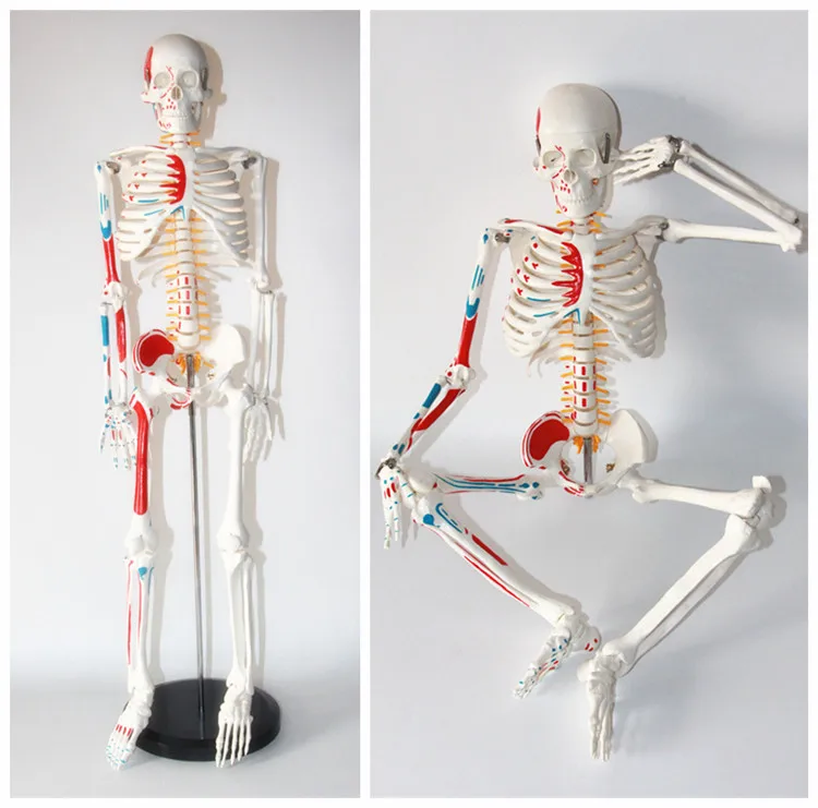 Standard 85CM Human Skeleton Model Distribution of skeletal and muscle starting and ending points