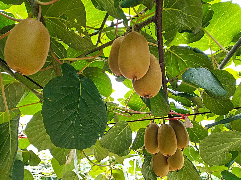 High Nutrition Kiwifruit The Rare Breed Kiwi Fruit Hot Selling  Sweet Crop Style Packing Organic Color