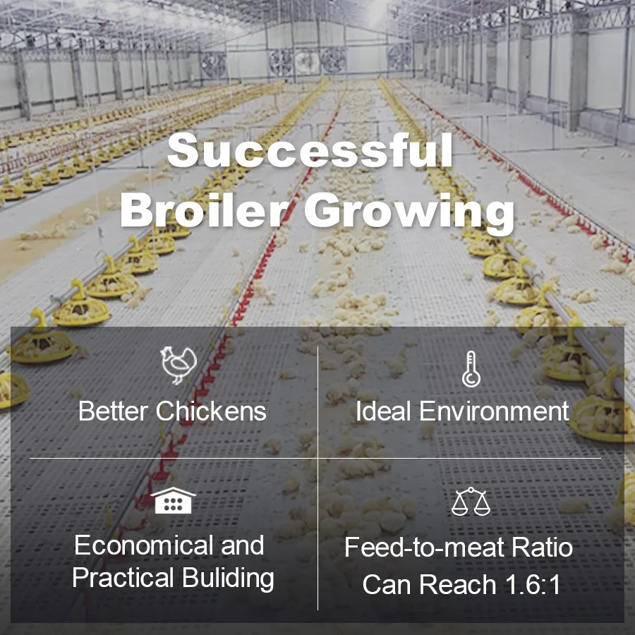 Poultry House Broiler Chicken Floor Rearing Farm Equipment on Ground