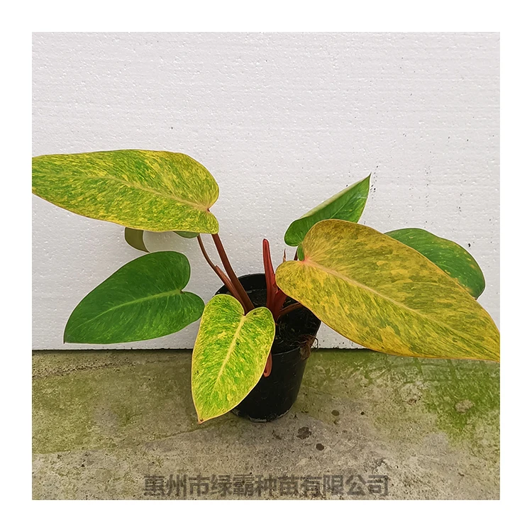 
 Комнатное пространство, натуральное растение, оранжевый принц, бонсай  