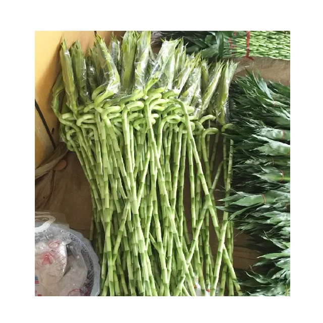 
Таиланд Оптом Свежий спиральный Draceana Lucky bamboo 