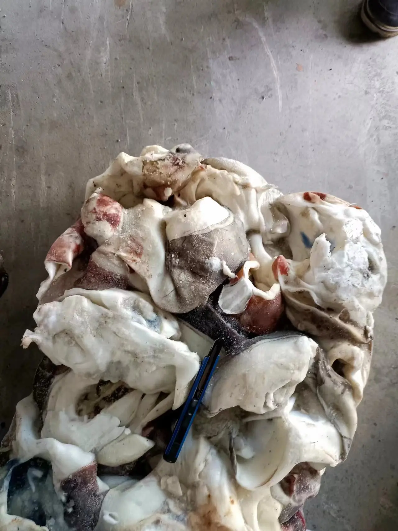 Delicious Chinese Food Dosidicus Gigas Wholesale Giant Squid neck whole cleaned gigas squid calamari neck China seafood supplier