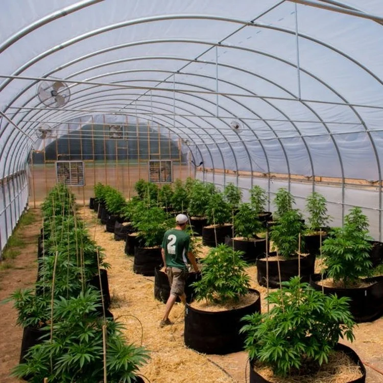 High Quality Custom Size Arched Shed Round Arch Single Shed Plant Growing Greenhouse