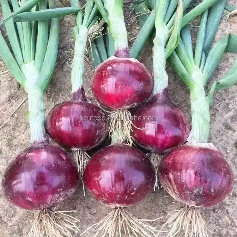 New crop of  fresh red onions and yellow onion white price per ton in China from onion seeds exporter for exporting