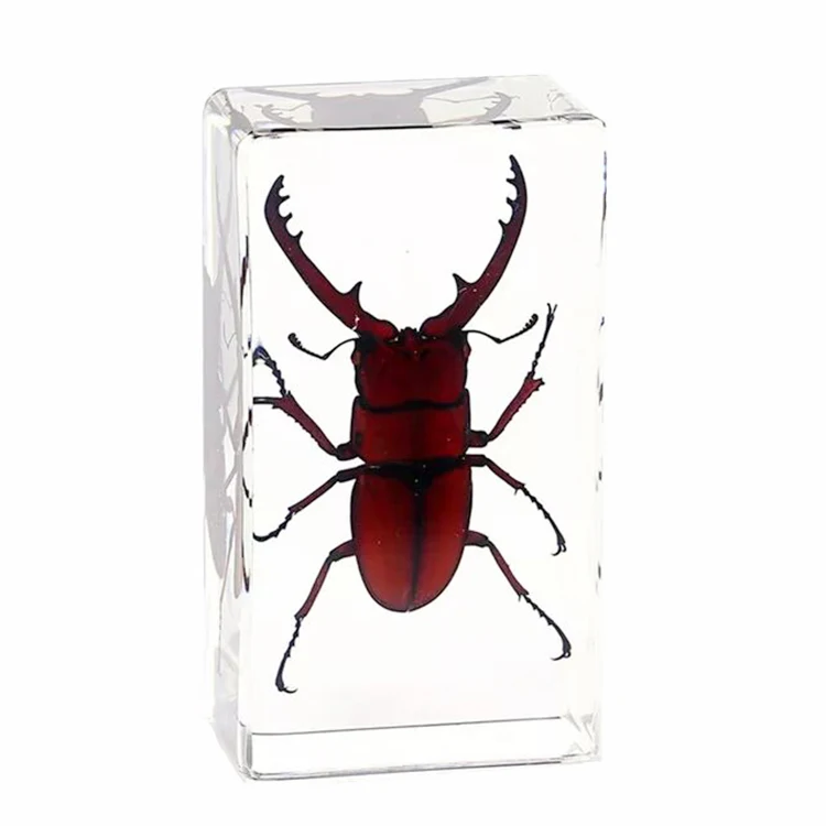 Biology Anatomy Education Used Insect Specimen Resin Paperweight As Educational Gift