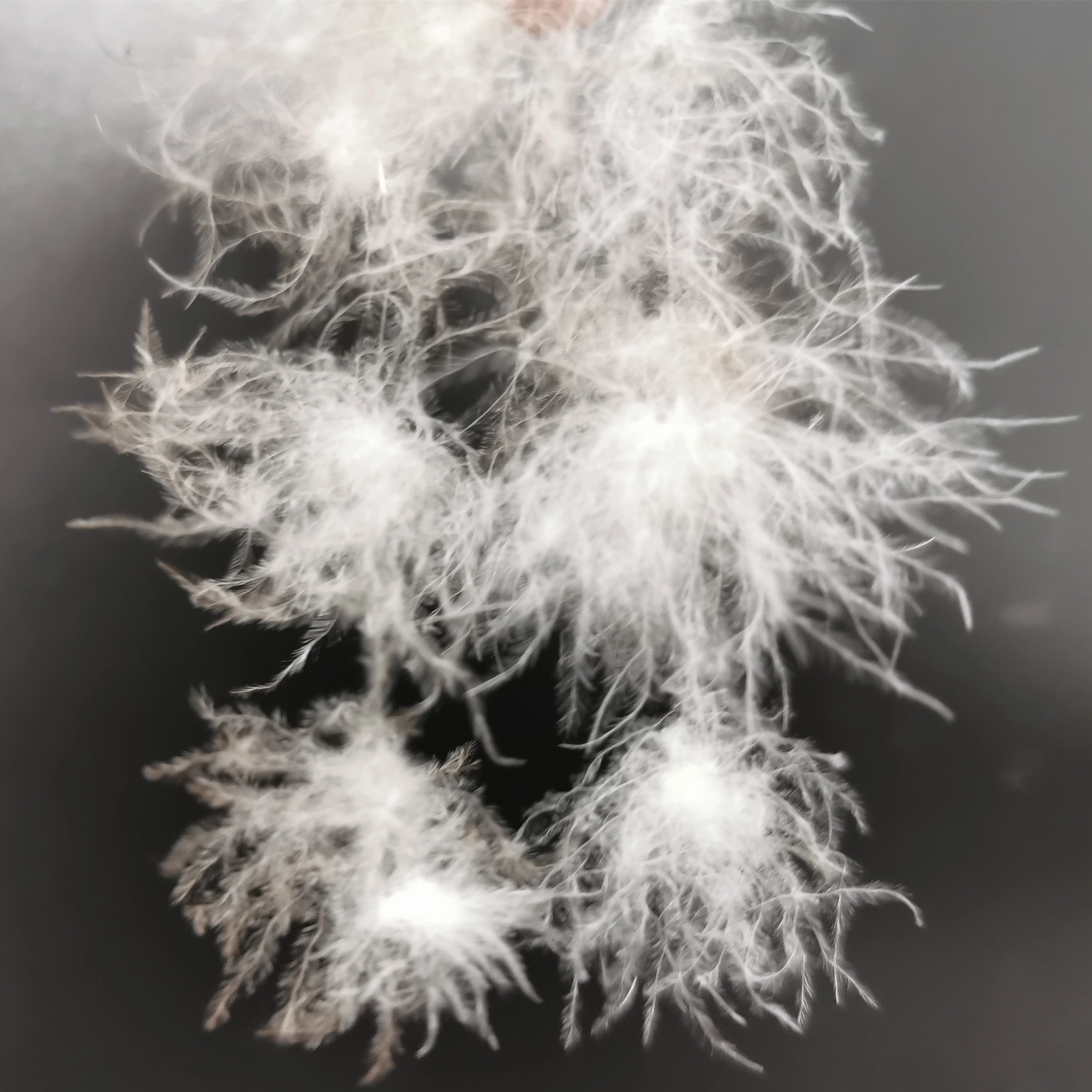 Распродажа 95%, мытый серый мусковый материал, одежда, пуховое перо