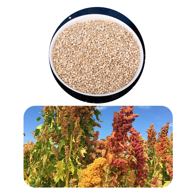 
Tibetan Origin Top Quality Quinoa In Bulk Sale Organic Quinoa Seeds 