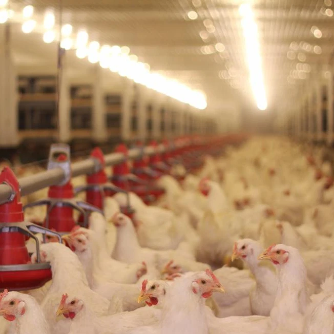 CAS 7440-44-0 SUSTAR cheap and high quality poultry Feed Premix with Organic Trace Elements chicken feeds for broilers