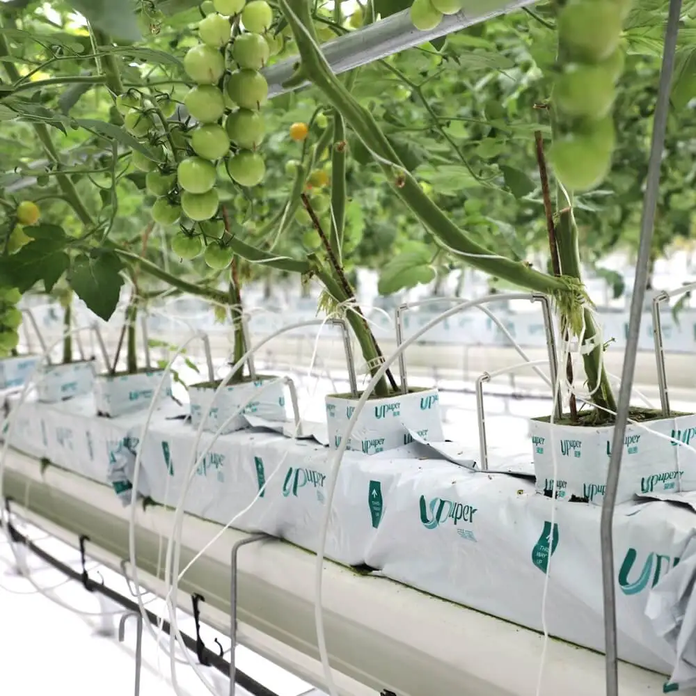 UPuper China manufacturer greenhouse cultivation cucumber 4 inches hydroponic grow rock wool