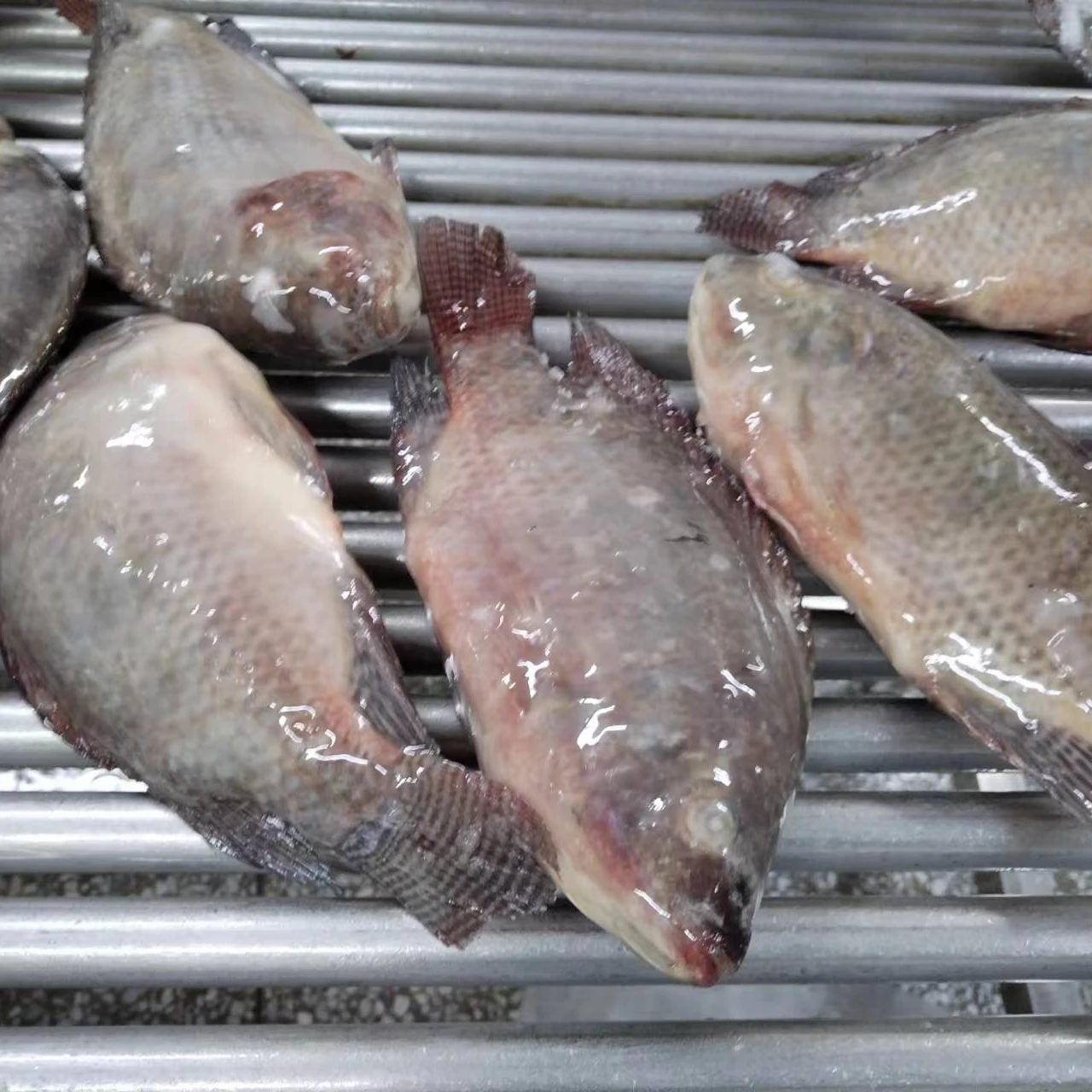 Tilapia Tilapia China Farming Fish Black Tilapia Frozen from China